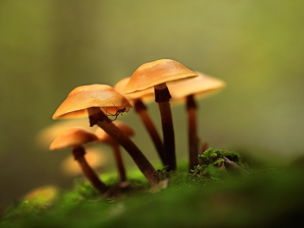 Летние опята