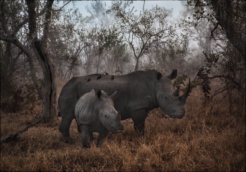 Предрассветная встреча