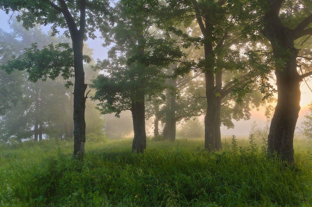 Дубы. Утро