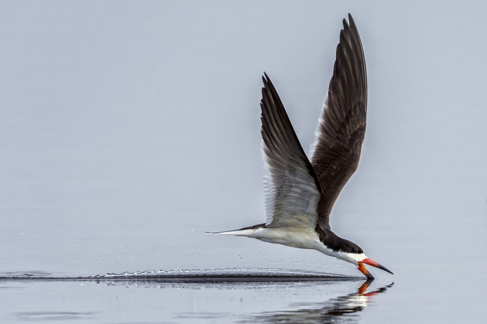 Black Skimmer