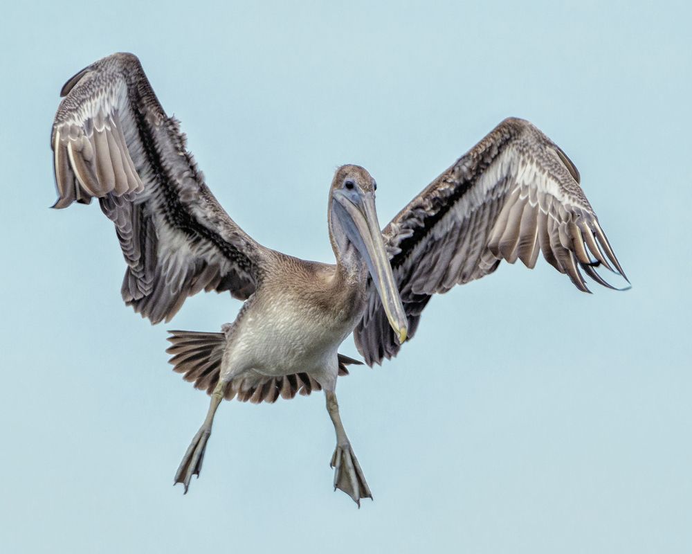 Brown Pelican