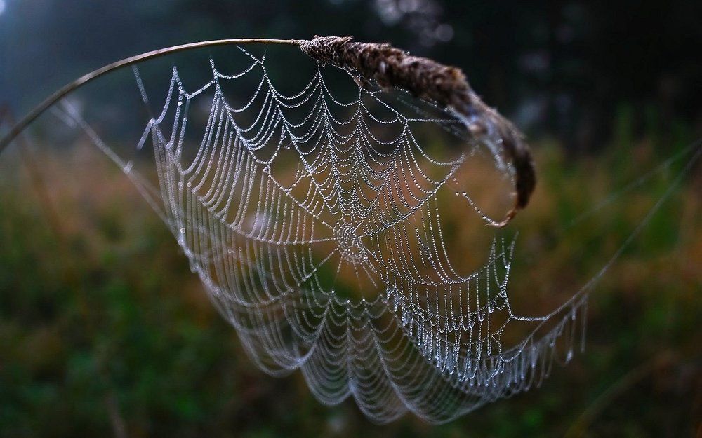 spider web