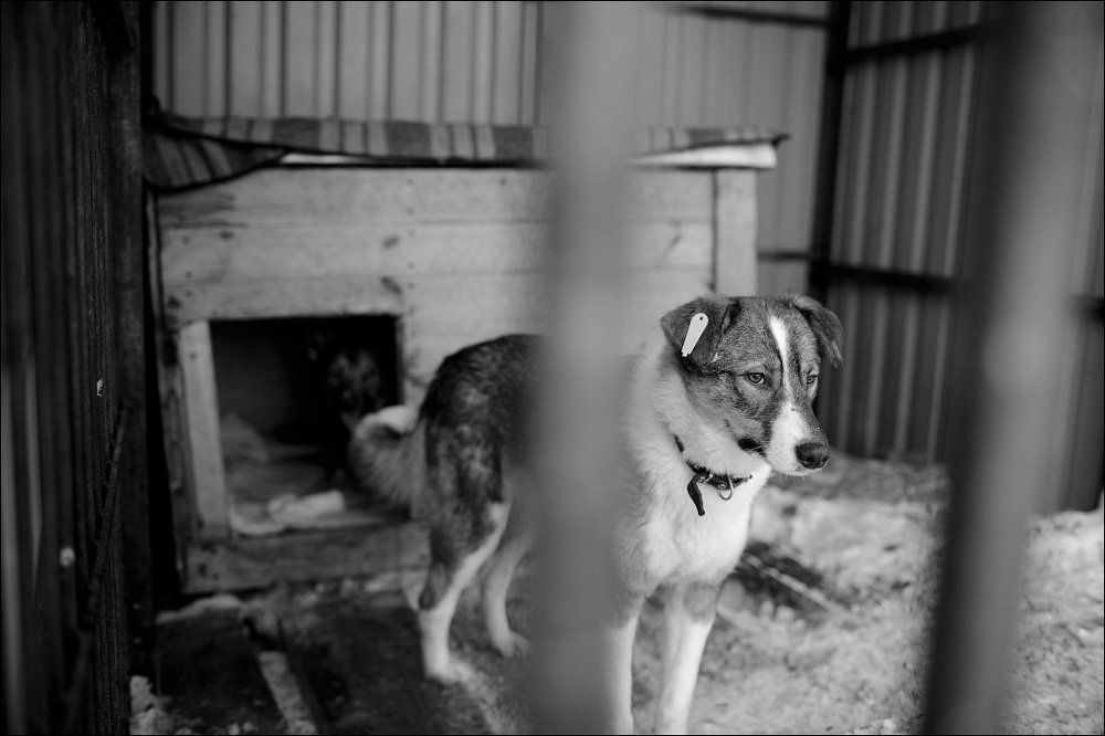 Из жизни приюта для собак