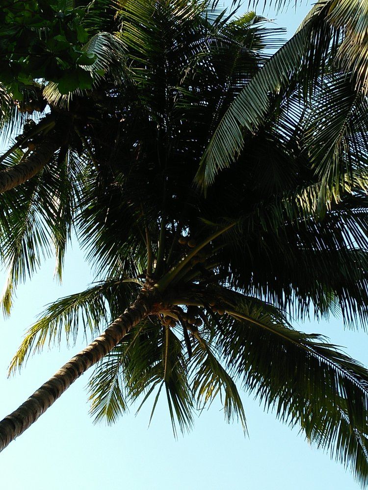 tree