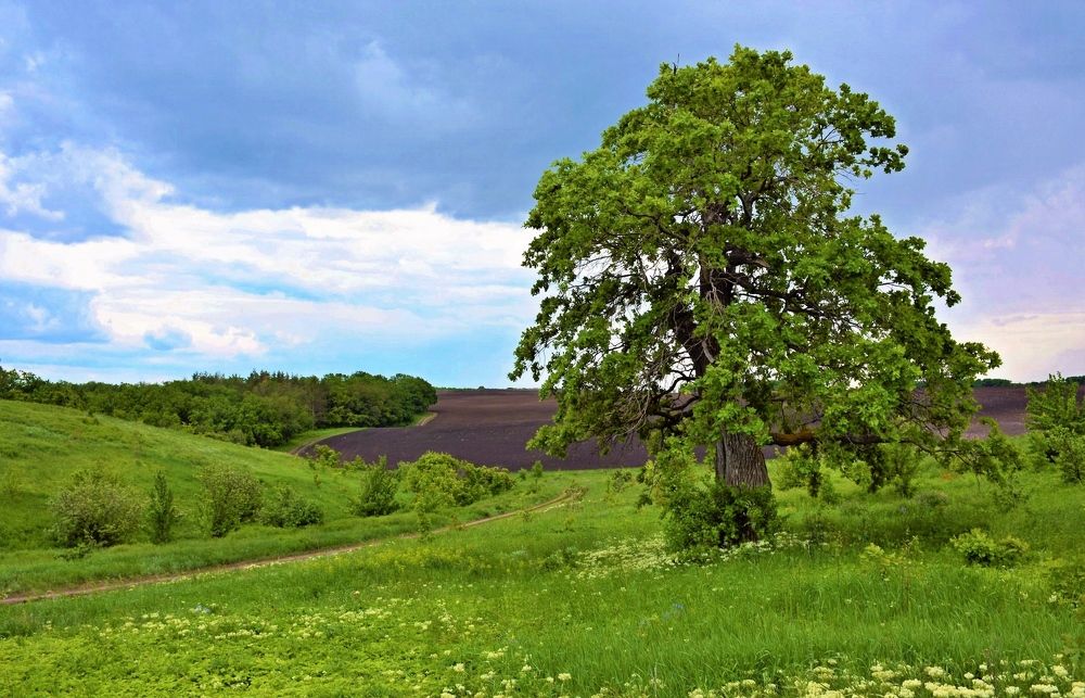 Дубовый пейзаж