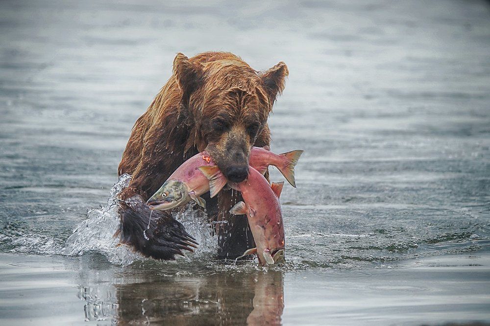 Удачная рыбалка