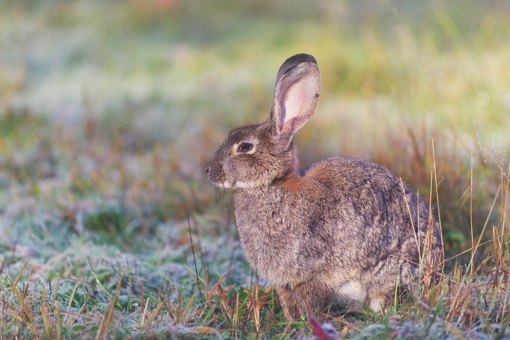 Сонный гость
