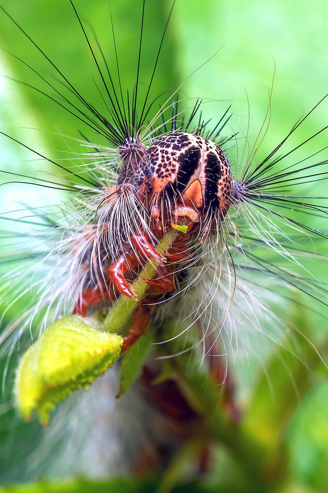 Пушистая красавица