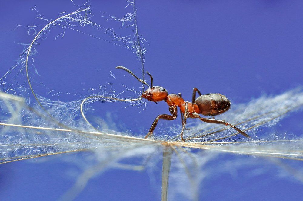 Летучий корабль для муравья.