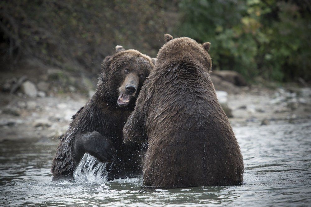 Театр мохнатых лицедеев