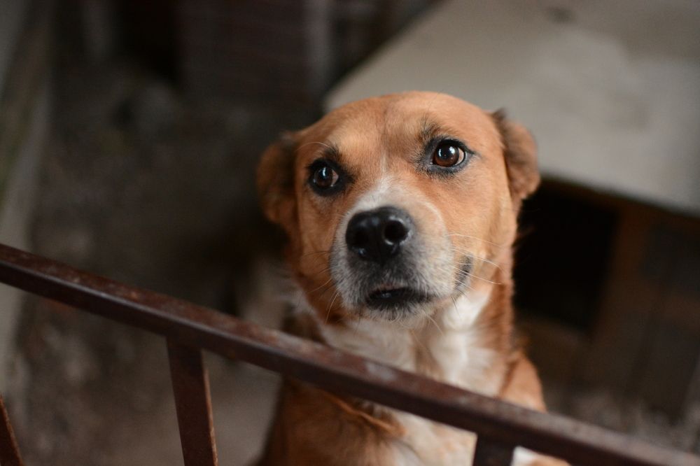 Affection | Преданность