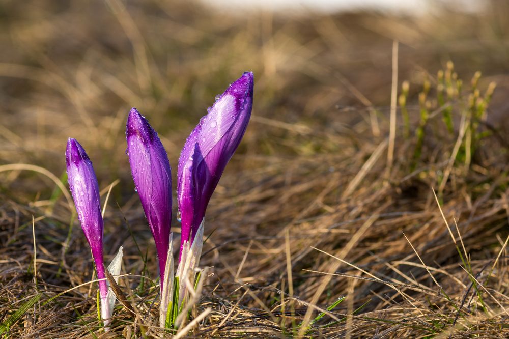 Вестники весны