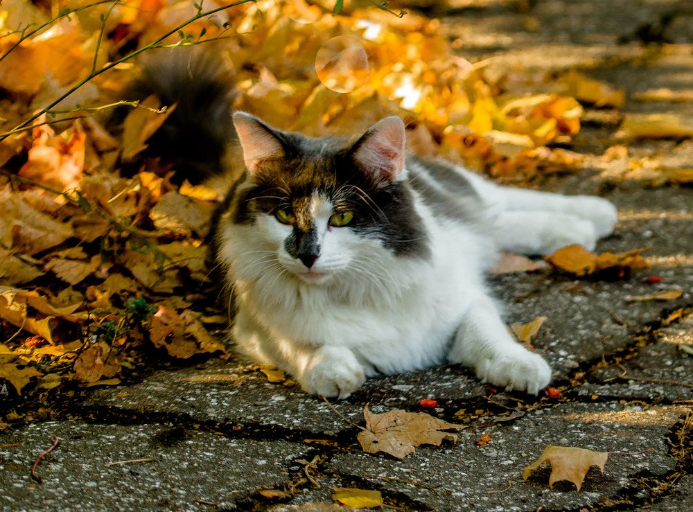 Осенний кот