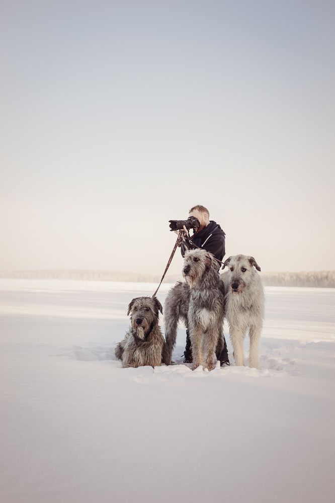Rebruk и волкодавы