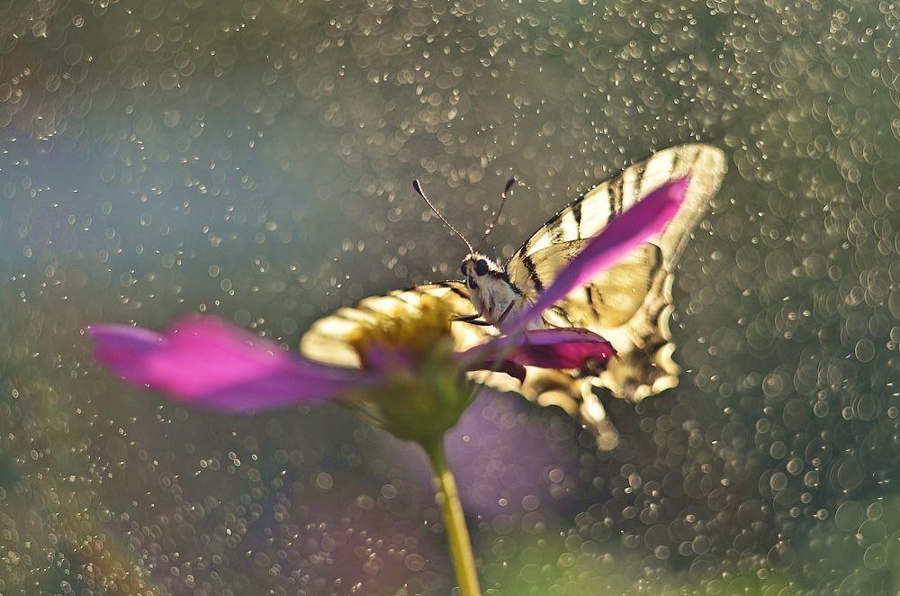 Парусник Подалирий