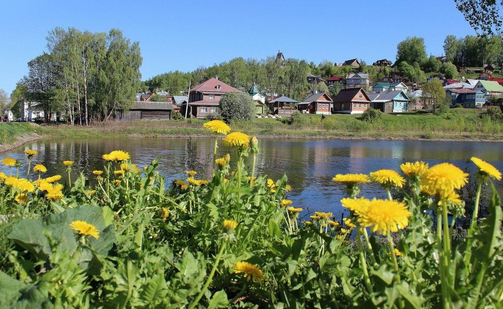 Одуванчики цветут