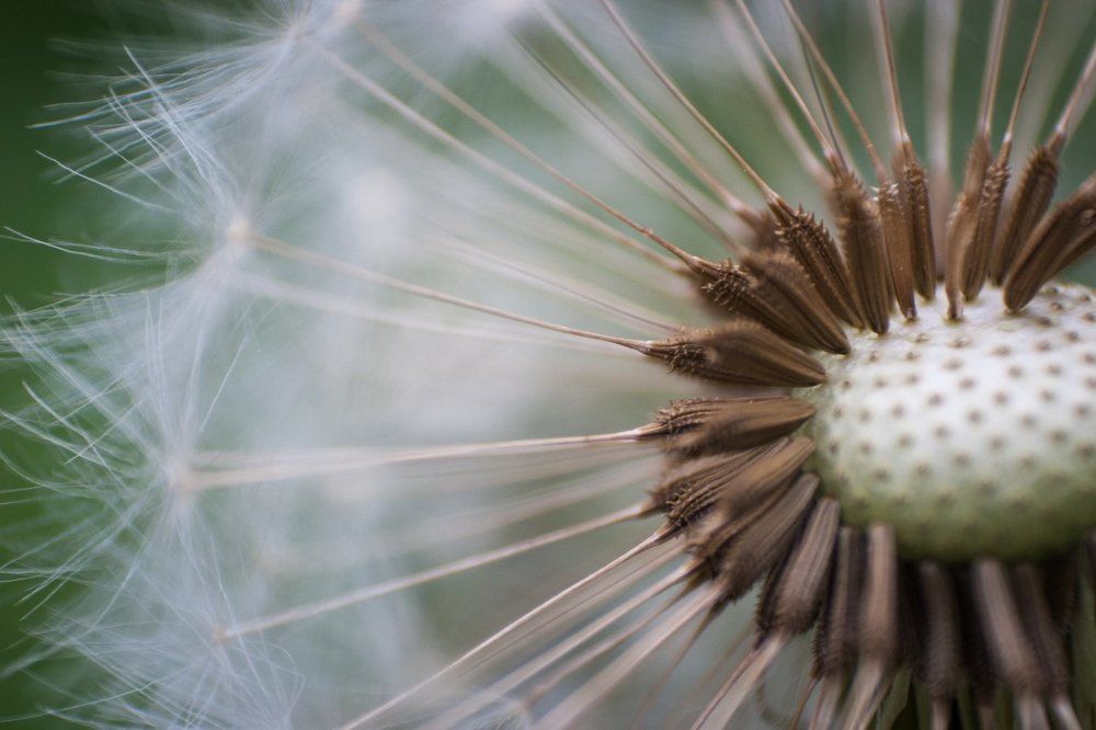 Taraxacum officinale
