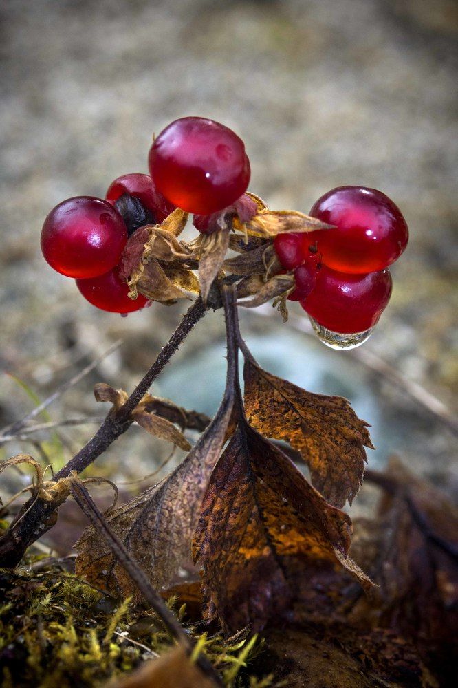 Костяника в октябре