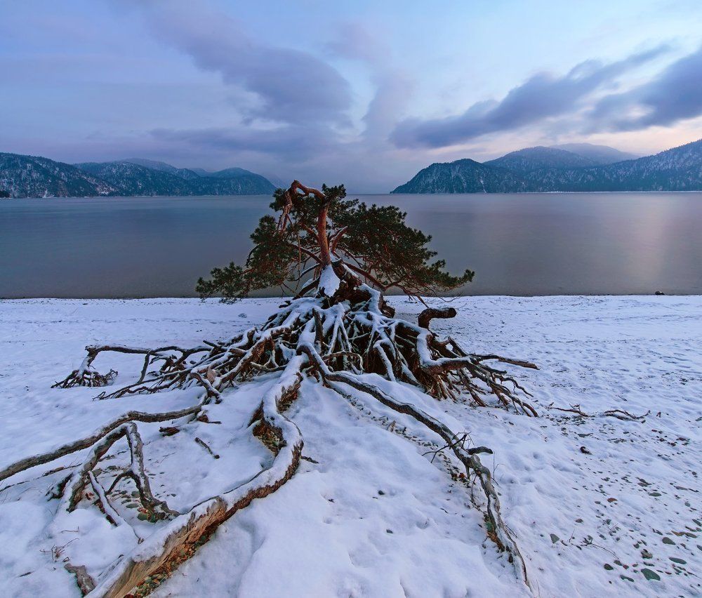 Поклонная сосна