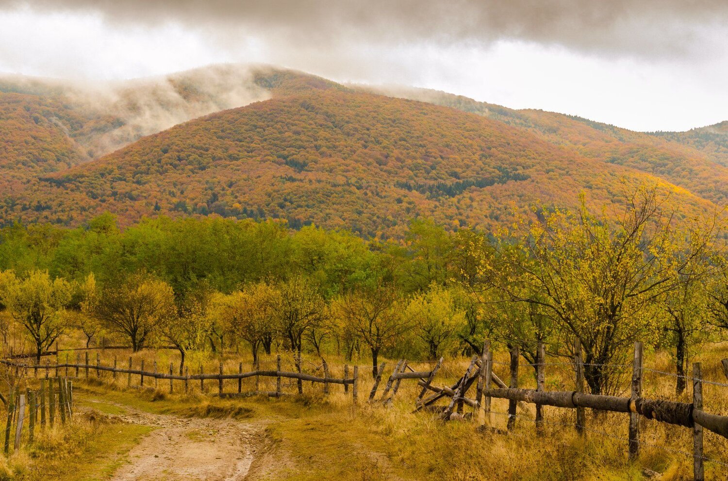 Fifty shades of Autumn