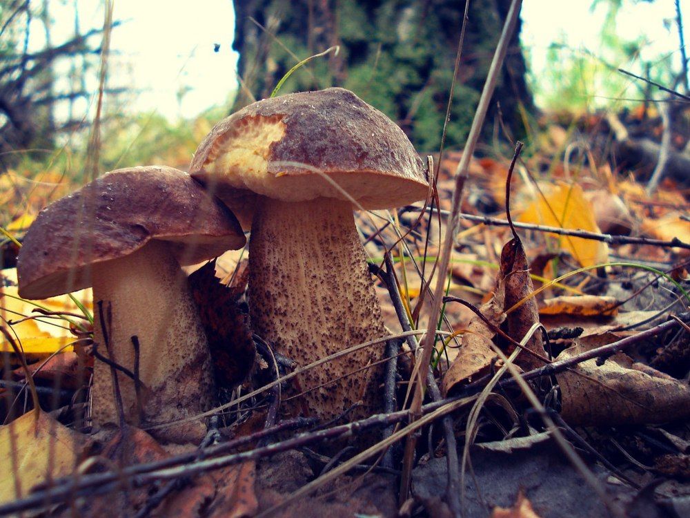 Подберёзовики