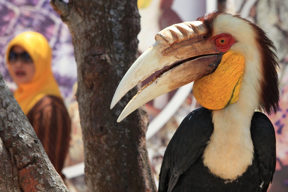 Птичий парк