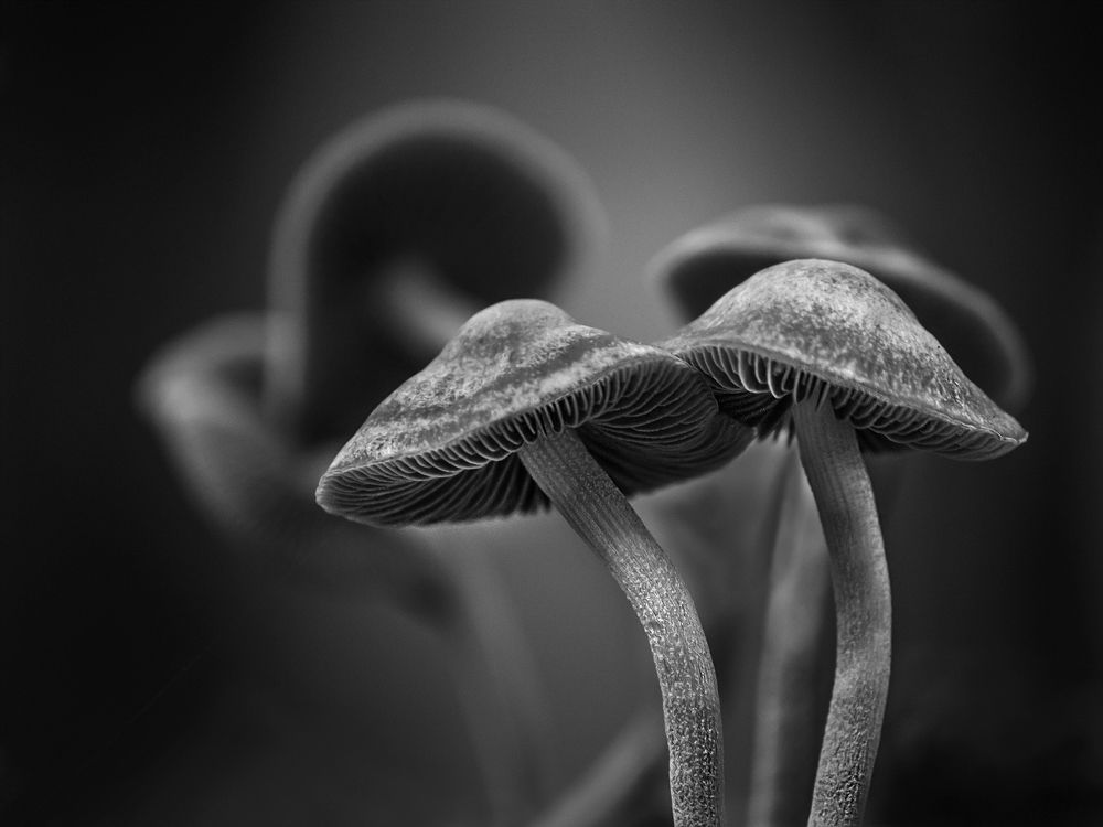 Mushrooms