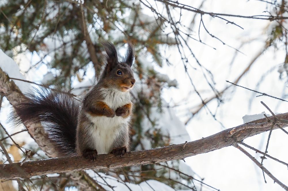 чёрная белка
