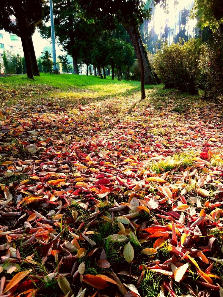 ramsar,mazandaran,iran
