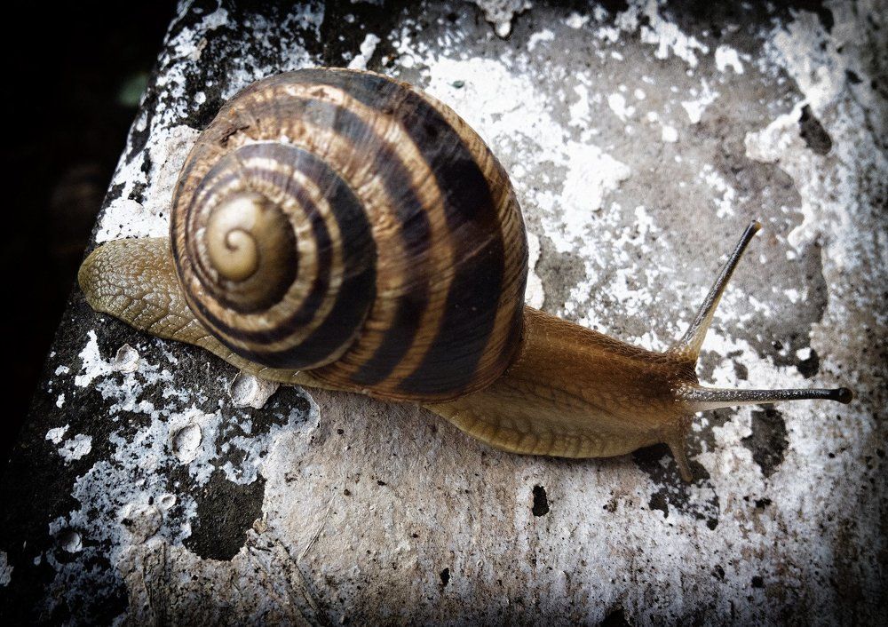 Snail