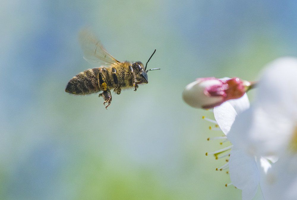 Пчела в полете.. шасси убраны.