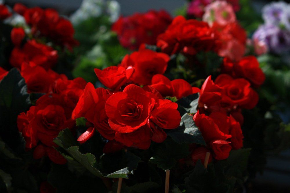 Red flowers