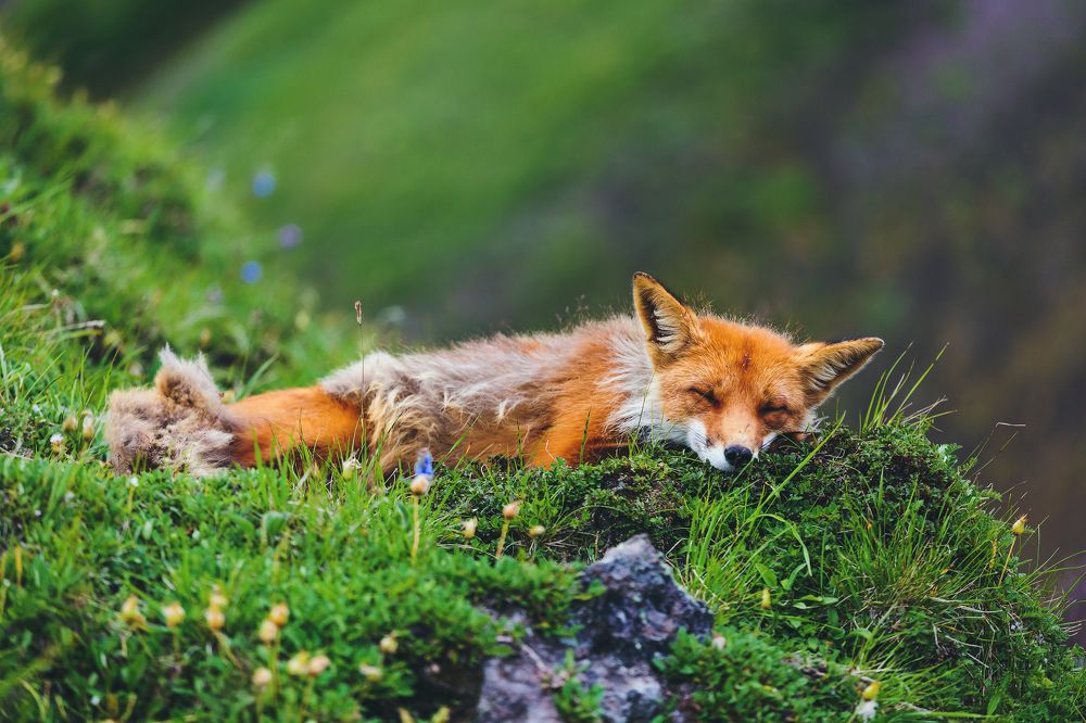 Спящая красавица