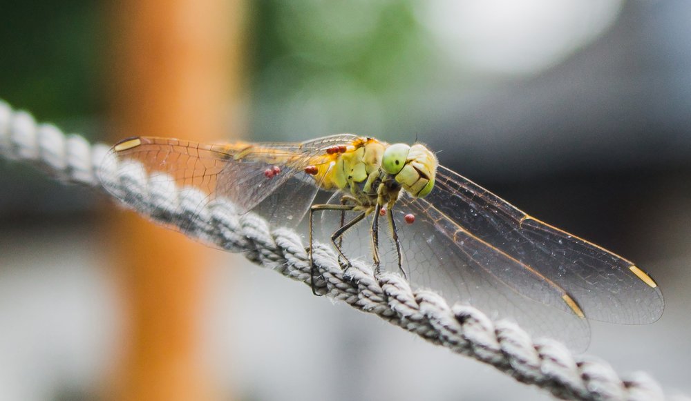 Стрекоза