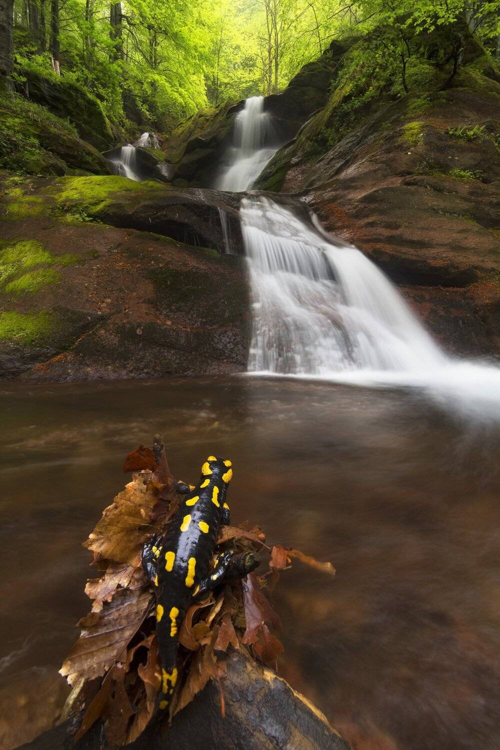 Director of Waterfall