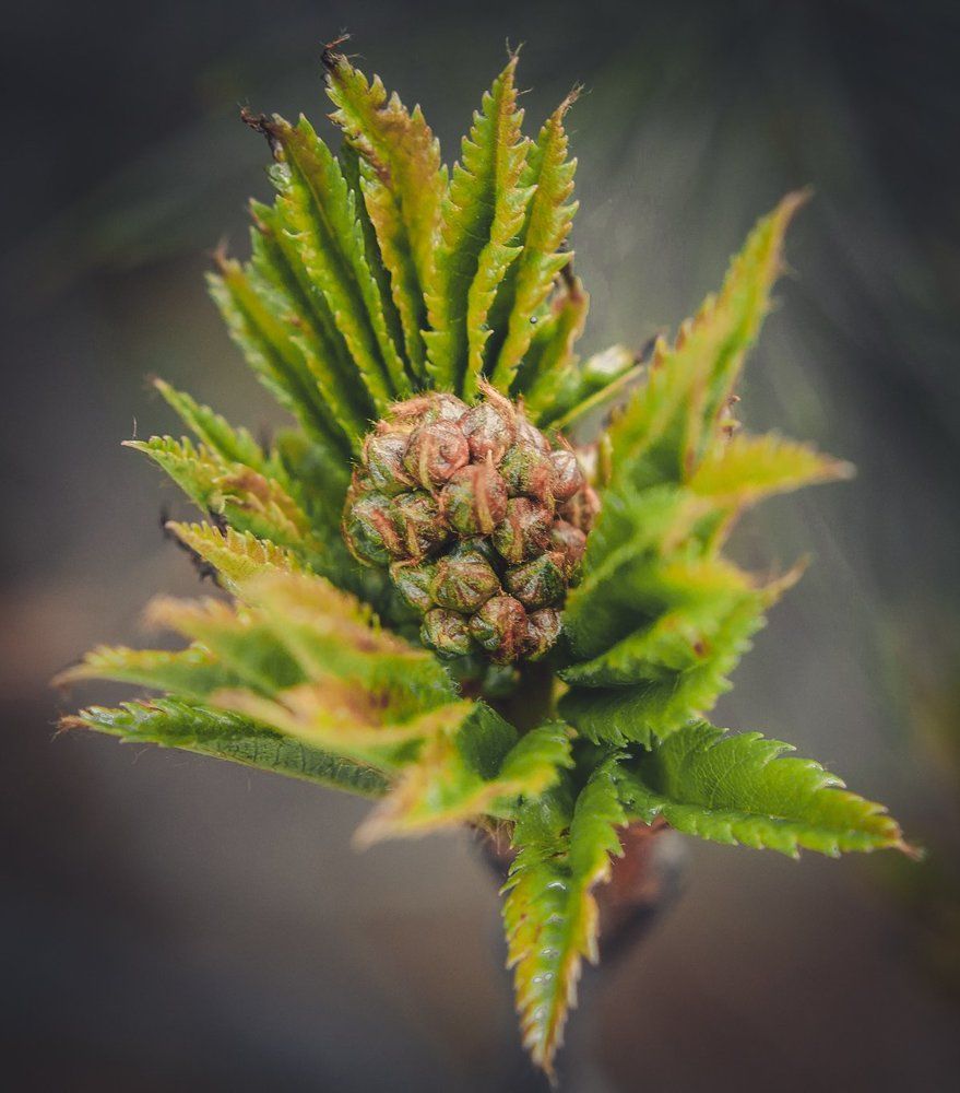 Рябина на берегу Тихого океана