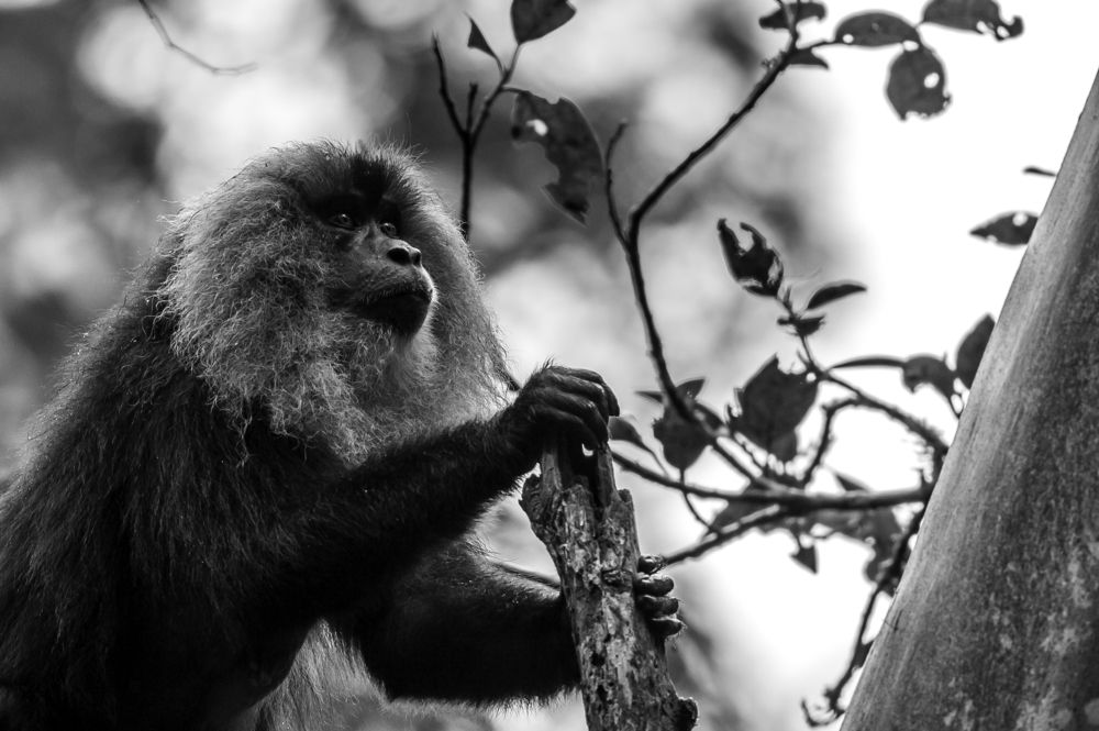 Lion-tailed macaque