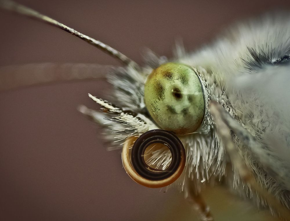 Portrait of a butterfly