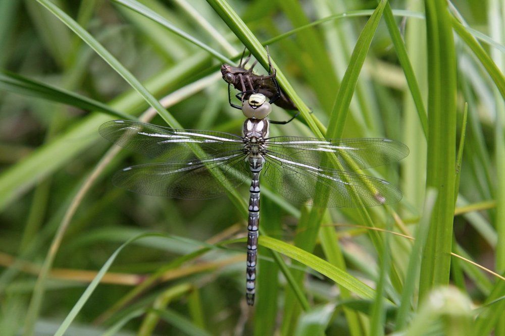 "Красавица из чудовища"