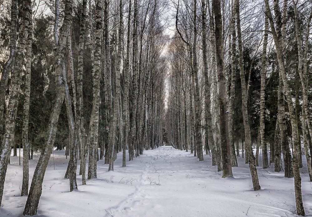 Березовая роща