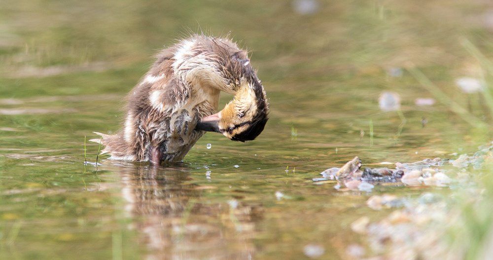 утиные купания