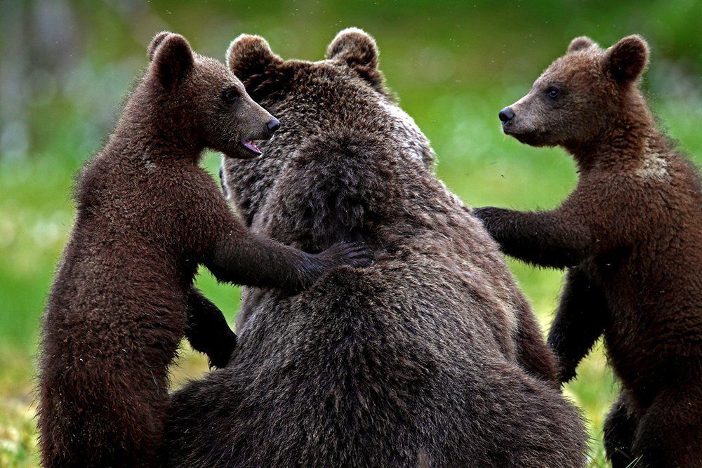 Как за каменной стеной