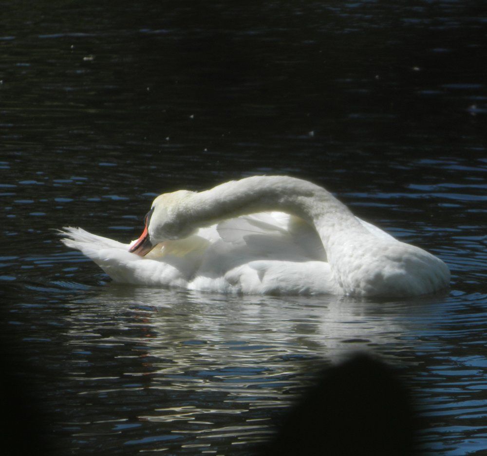 Swan