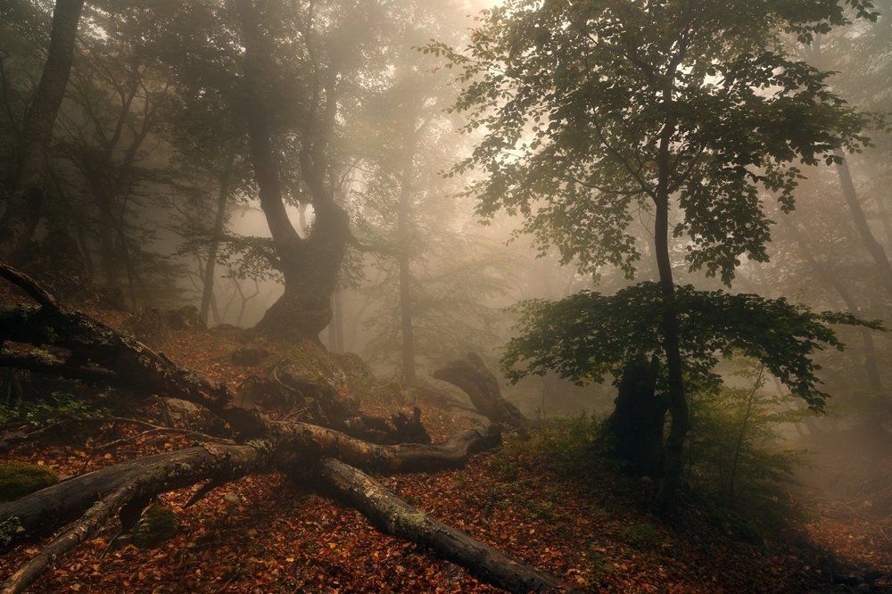Утренние фантазии