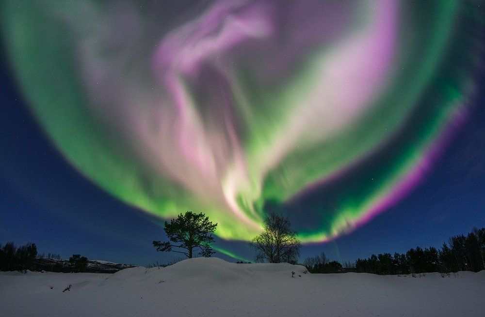 Розовый дракончик