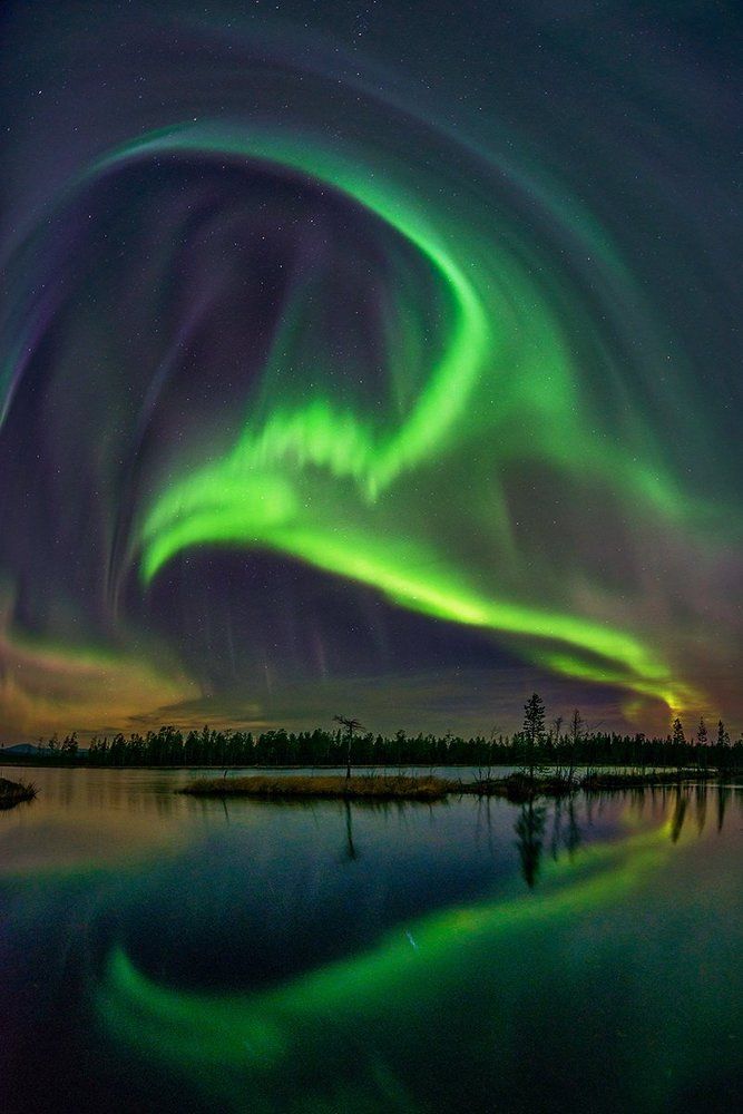 Птица Аврора