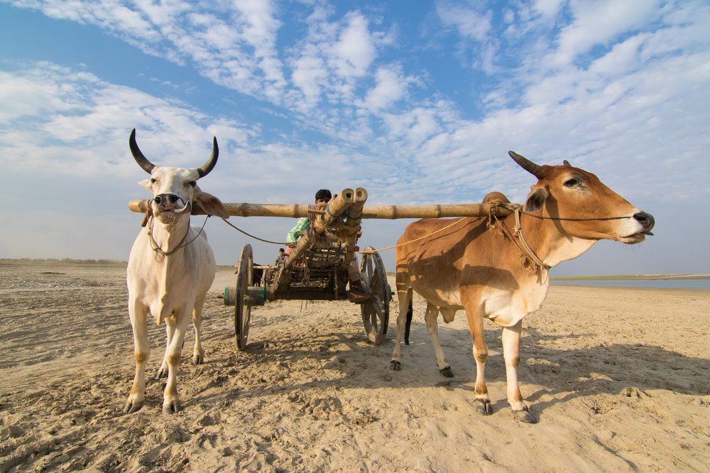 Bullock cart