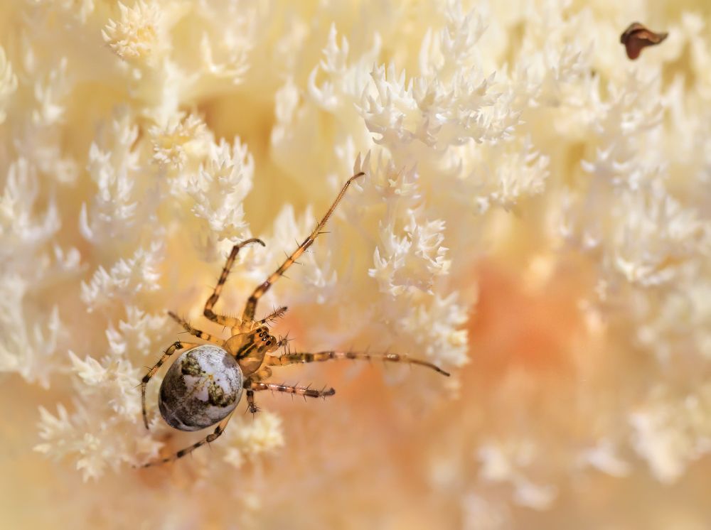 Паучий зефир