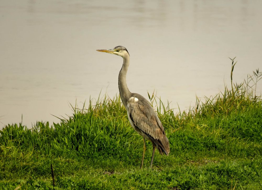 Серая цапля