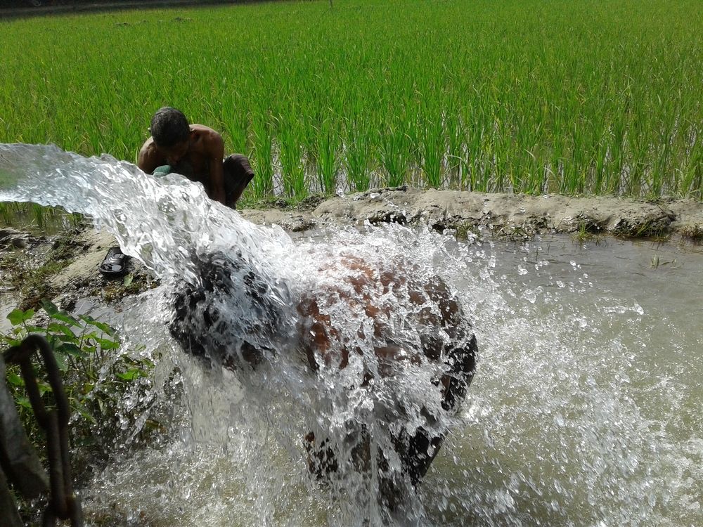 Taking Bath after the working in the paddy field.